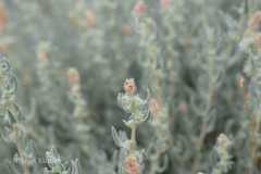 Krascheninnikovia ceratoides